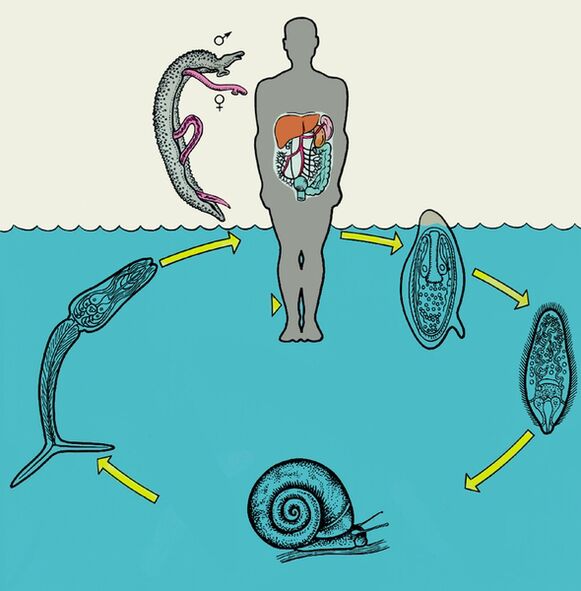 Diagram of the schistosome life cycle