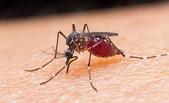 the mosquito is a carrier of protozoan parasites and malaria