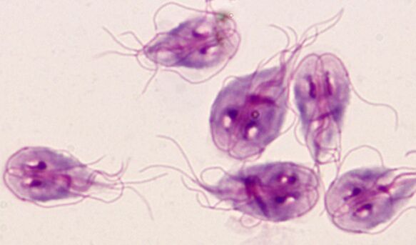 the simplest parasites of giardia in the human body