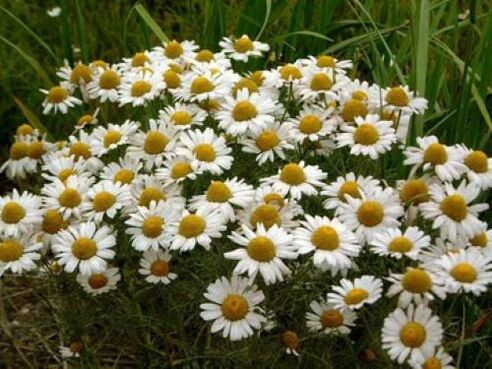 chamomile from parasites in the body