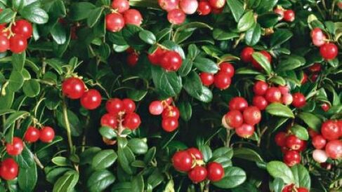 cranberries from parasites in the body