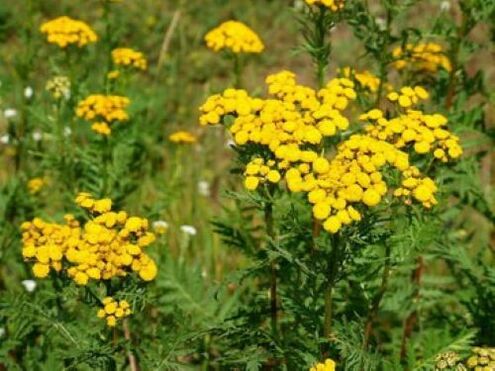tansy from parasites in the human body