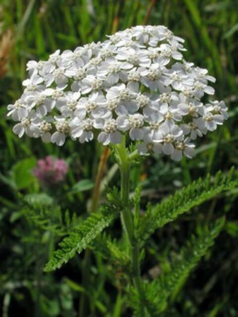 yarrow from parasites in the body