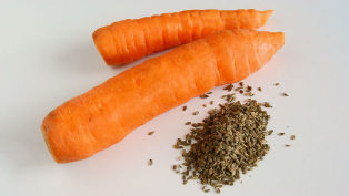 Carrot seeds, parasites